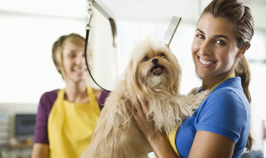 VIP PETS Grooming Salon Pets Grooming offer