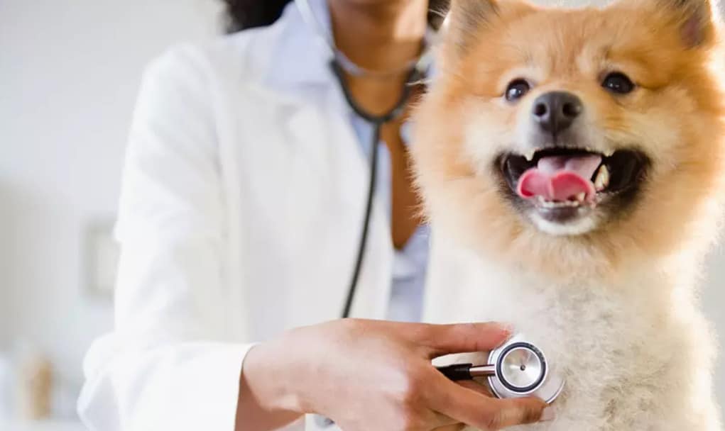 Zoo Veterinary Clinic Veterinary Services offer