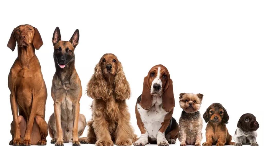 Al Raha Veterinary Clinic Pet – Grooming offer